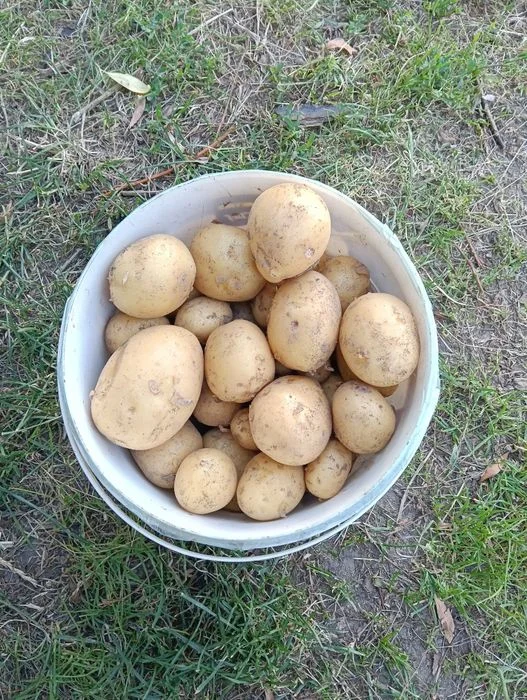 Sprzedam ziemniaki jadalne