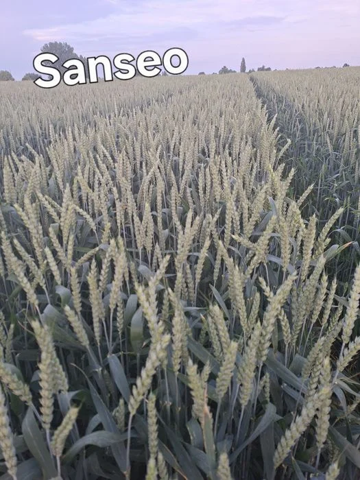 Pszenica Sanseo, Elektra Okazja ! – zdjęcie 3