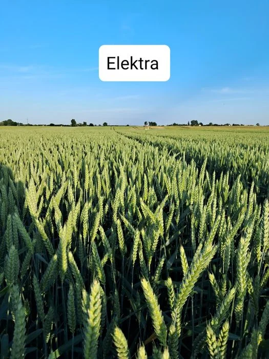 Pszenica Sanseo, Elektra Okazja !