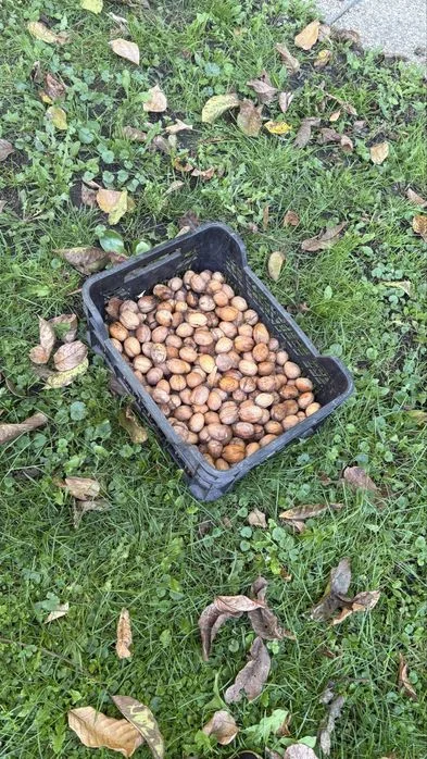 Orzechy włoskie 5kg – zdjęcie 4