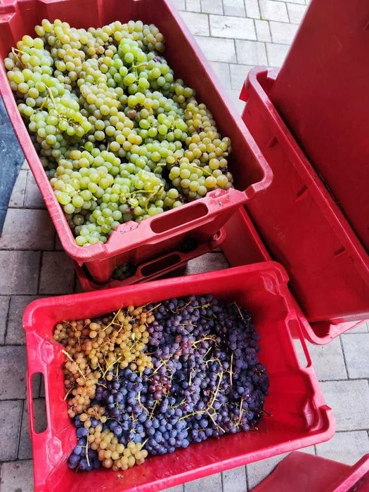 Dojrzałe WINOGRONA na soki lub wino z własnej winnicy – zdjęcie 2