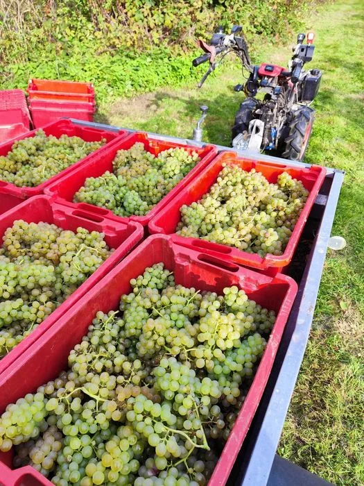 Dojrzałe WINOGRONA na soki lub wino z własnej winnicy