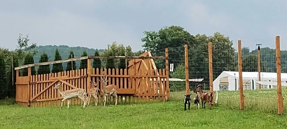 Domek 8/10 osobowy z 3 sypialniami i łazienką. Noclegi osada solina – zdjęcie 11