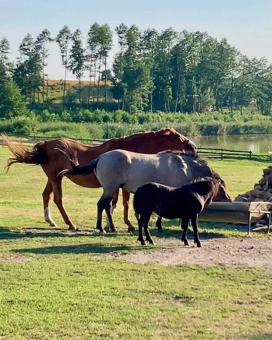 Agroturystyka Maryśka Małe Leźno ! jezioro, atrakcje, – zdjęcie 10