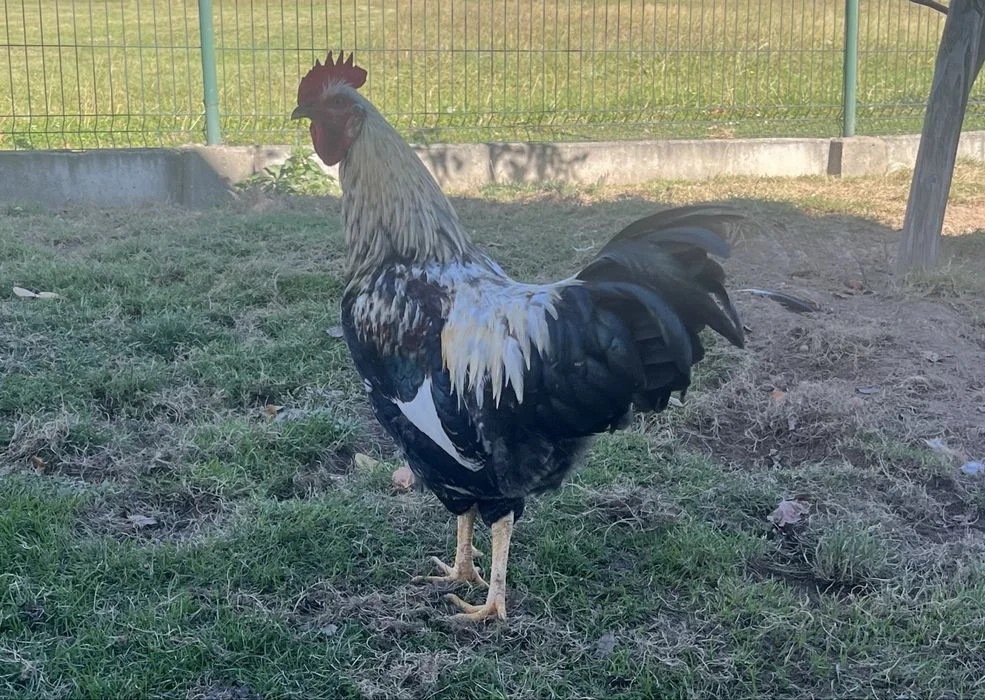Sprzedam przepięknego koguta z wolnego wybiegu – zdjęcie 2