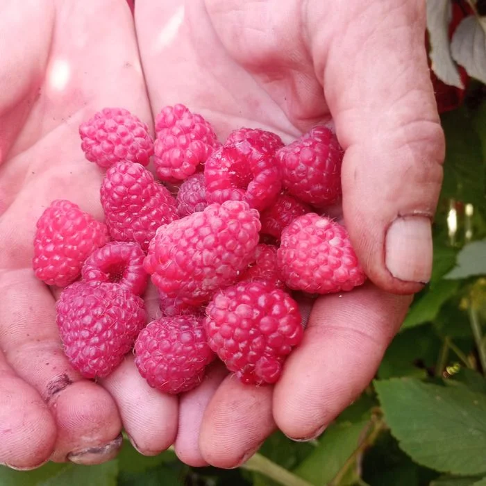Sprzedam sadzonki malinalin letnich i jesiennych – zdjęcie 5