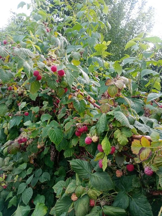 Sprzedam sadzonki malinalin letnich i jesiennych – zdjęcie 6