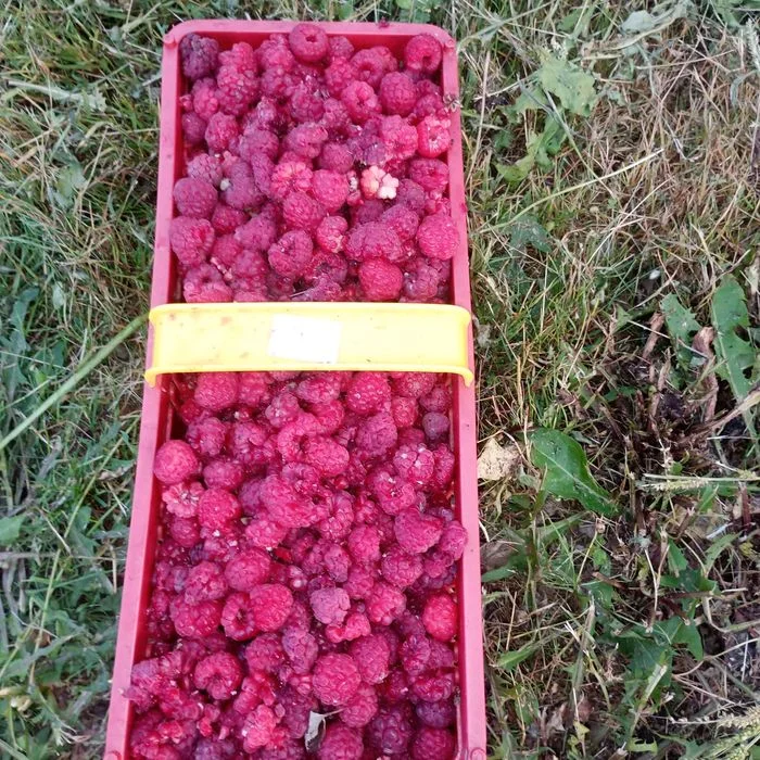 Sprzedam sadzonki malinalin letnich i jesiennych – zdjęcie 4