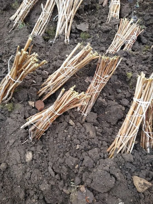 Sprzedam sadzonki malinalin letnich i jesiennych – zdjęcie 7