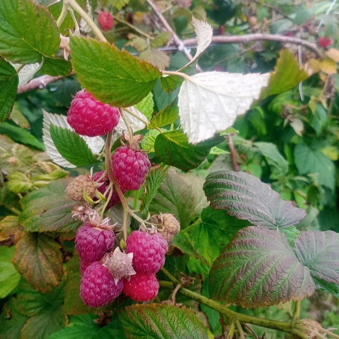 Sprzedam sadzonki malinalin letnich i jesiennych – zdjęcie 3