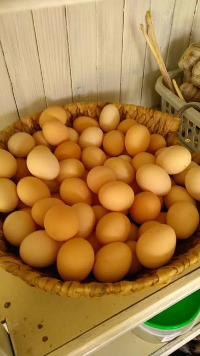 Świeże jaja wiejskie – zdjęcie 2