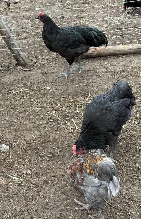 Młode koguty australorp i mix na kolorowe jajka – zdjęcie 3