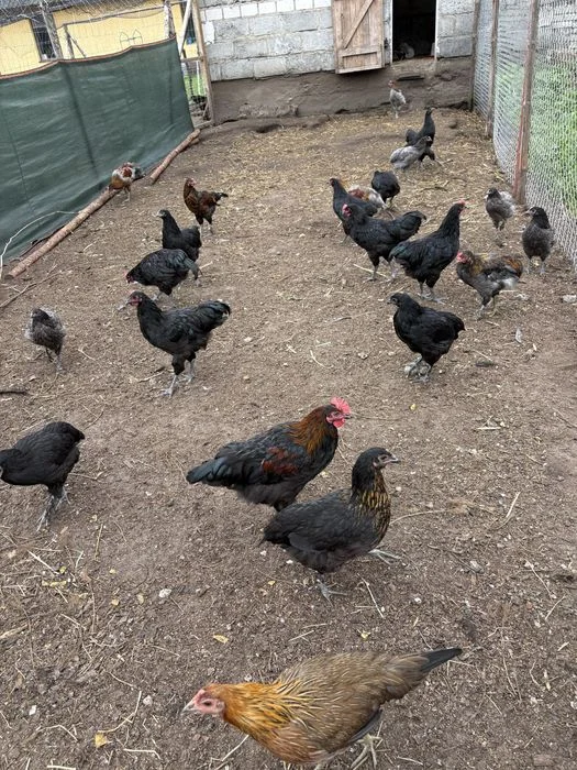 Młode koguty australorp i mix na kolorowe jajka