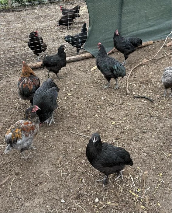 Młode koguty australorp i mix na kolorowe jajka – zdjęcie 2