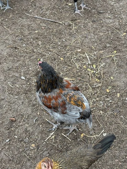 Młode koguty australorp i mix na kolorowe jajka – zdjęcie 4
