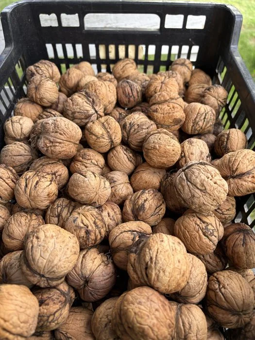 Rezerwacja 2kg orzechów – zdjęcie 2