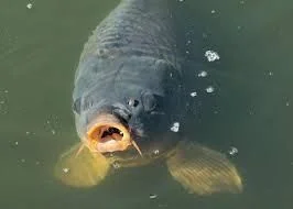 Karp kroczek 3szt/kg.
