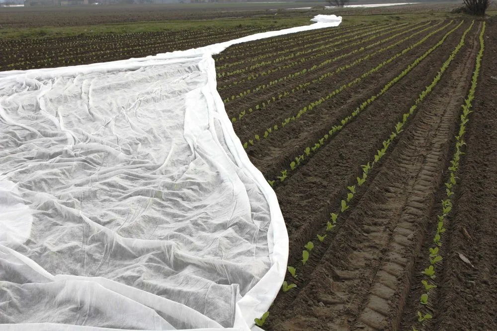 Agrowłóknina P30g szer 15.80m x DOWOLNA DŁUGOŚĆ - 8,80 zł/mb PROMOCJA ! – zdjęcie 8