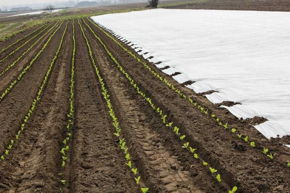 Agrowłóknina P30g szer 15.80m x DOWOLNA DŁUGOŚĆ - 8,80 zł/mb PROMOCJA ! – zdjęcie 3