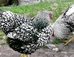 Jaja lęgowe wayandotty – zdjęcie 2