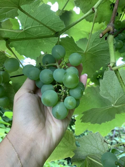 Sprzedam winogrono