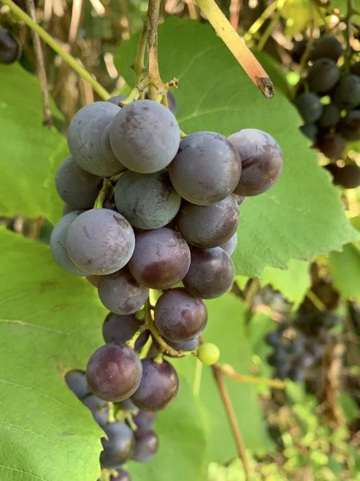 Sprzedam winogrono – zdjęcie 2