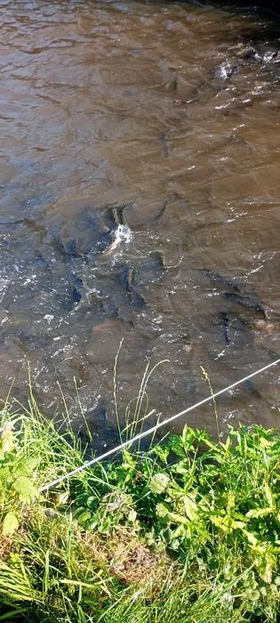 Pstrąg tęczowy i inne