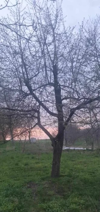 Wiśnie stara odmiana dwie sadzonki