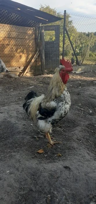 Sprzedam koguty – zdjęcie 4