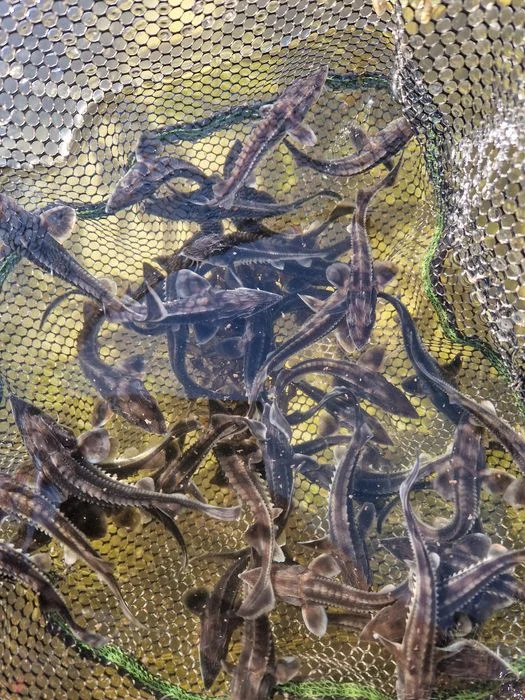 Narybek Kroczek Jesiotr rosyjski dostępny inne Karp Tołpyga Orfa kolor – zdjęcie 2