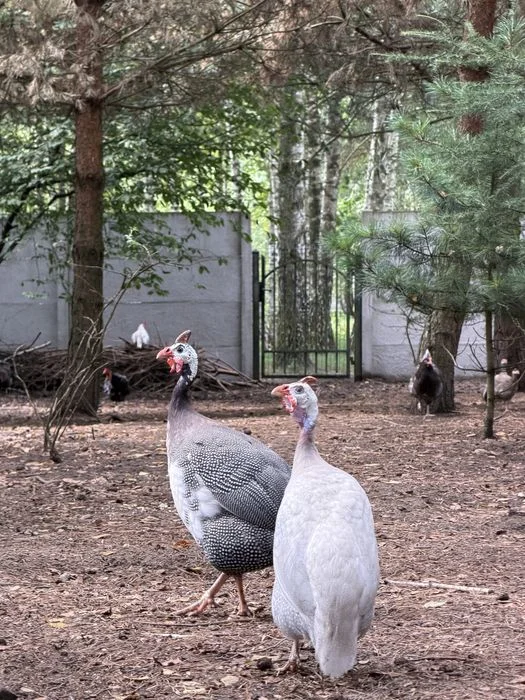 Perliczki kolorowe – zdjęcie 5