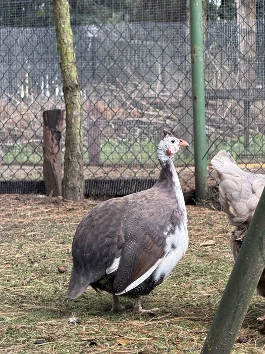 Perliczki kolorowe – zdjęcie 3