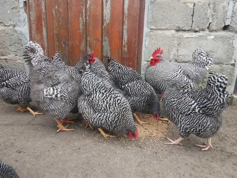 Amrock 100%- jaja lęgowe – zdjęcie 5