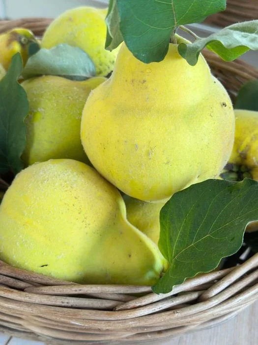 Piękna, dorodna pigwa z tegorocznych zbiorów – 15 zł/kg – zdjęcie 3