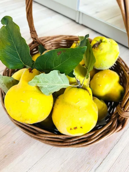Piękna, dorodna pigwa z tegorocznych zbiorów – 15 zł/kg
