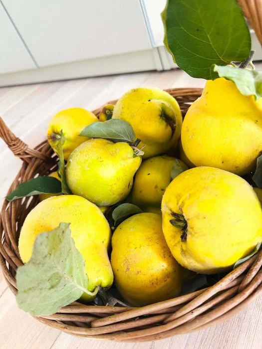 Piękna, dorodna pigwa z tegorocznych zbiorów – 15 zł/kg – zdjęcie 4