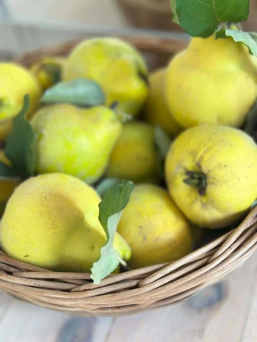 Piękna, dorodna pigwa z tegorocznych zbiorów – 15 zł/kg – zdjęcie 8
