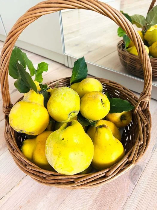 Piękna, dorodna pigwa z tegorocznych zbiorów – 15 zł/kg – zdjęcie 7
