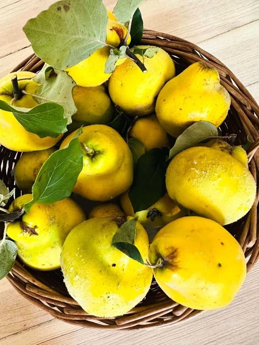 Piękna, dorodna pigwa z tegorocznych zbiorów – 15 zł/kg – zdjęcie 2