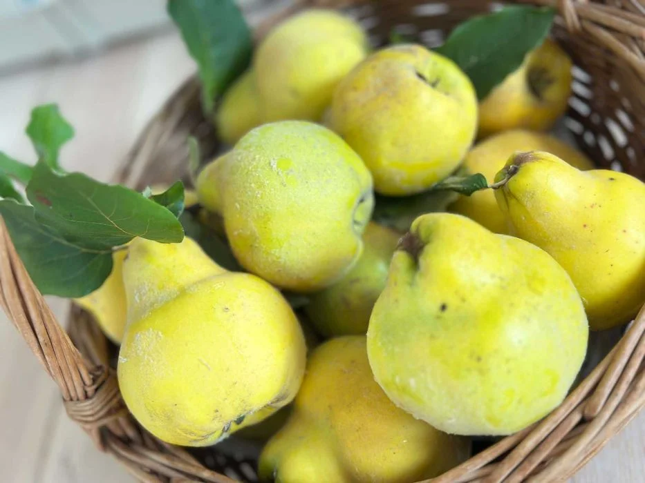 Piękna, dorodna pigwa z tegorocznych zbiorów – 15 zł/kg – zdjęcie 6