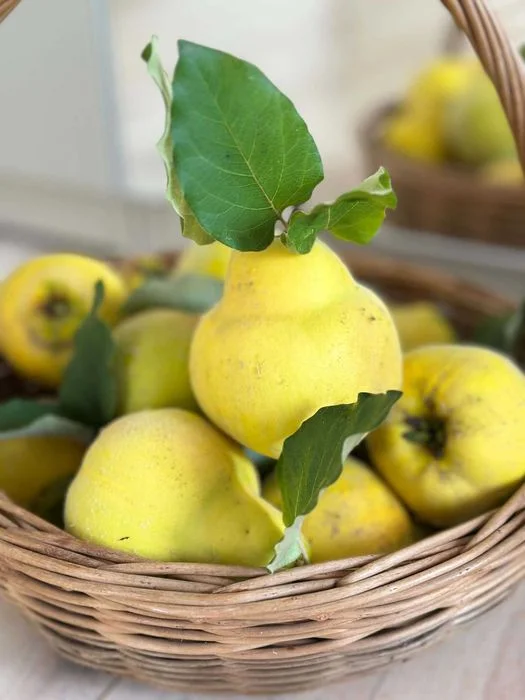 Piękna, dorodna pigwa z tegorocznych zbiorów – 15 zł/kg – zdjęcie 5