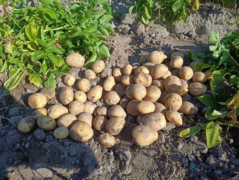 Ziemniaki jadalne Vineta 15kg – zdjęcie 3