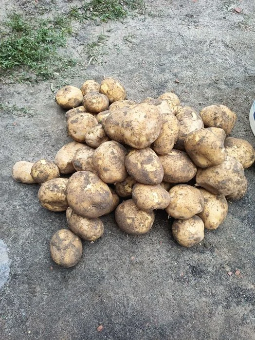 Ziemniaki jadalne Vineta 15kg – zdjęcie 2