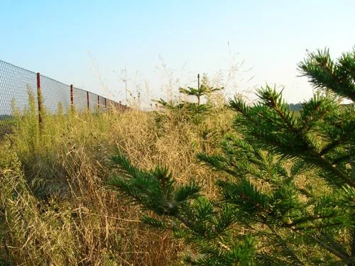 zające polne ,szaraki,zając – zdjęcie 3