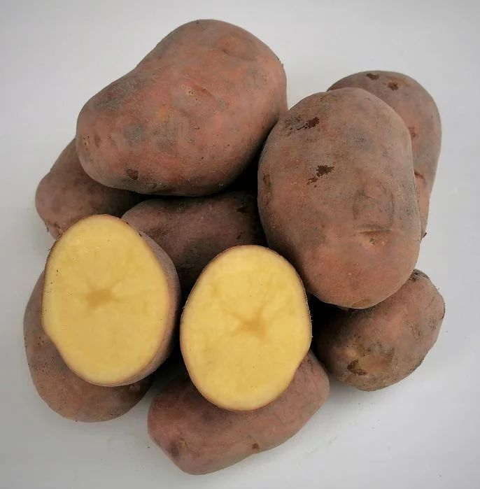 Ziemniaki bellarosa jadalne