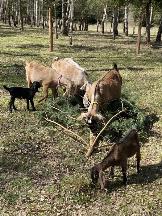 Mleko kozie od kóz, kozy,AN,anglonubijskich serwatka , serek kozi – zdjęcie 3