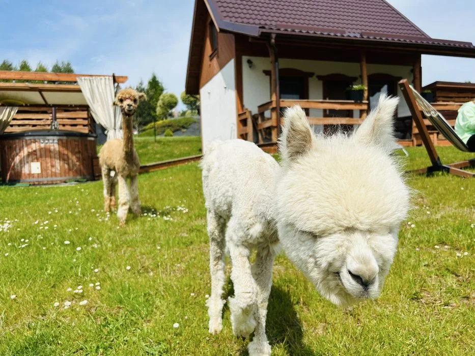 Domek Eden 1 Balia Sauna Mini zoo kroliki