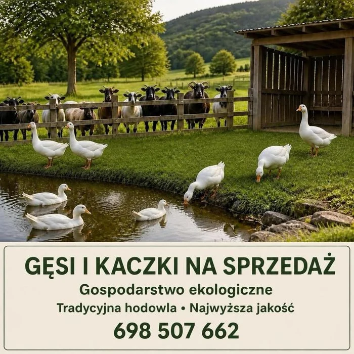 Sprzedam młodą gęś żywą lub tuszę, chów przydomowy i pastwiskowy, wolnorosnące 20-tygodniowe, certyfikat rolnictwa ekologicznego