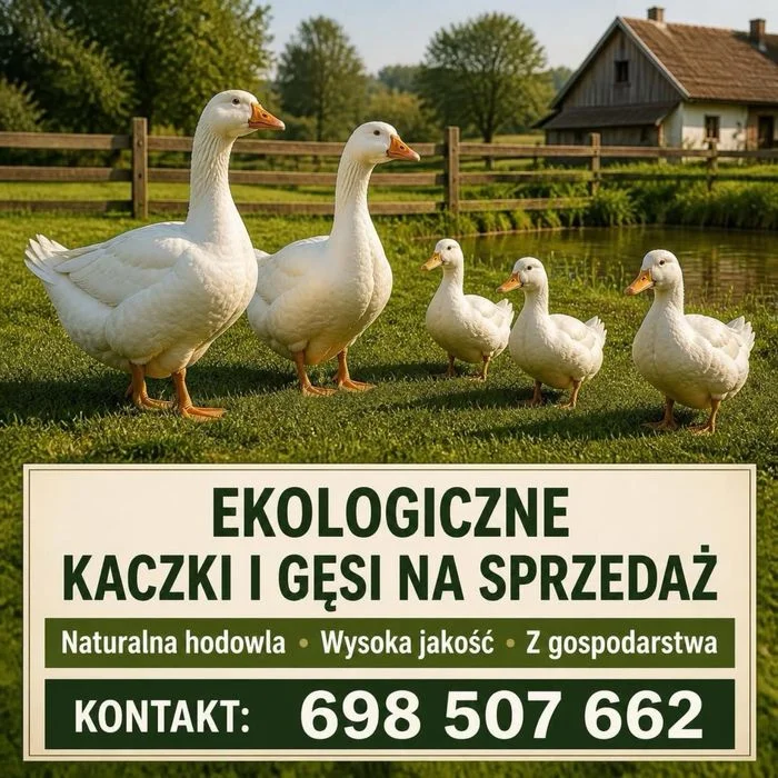 Sprzedam młodą gęś żywą lub tuszę, chów przydomowy i pastwiskowy, wolnorosnące 20-tygodniowe, certyfikat rolnictwa ekologicznego – zdjęcie 5