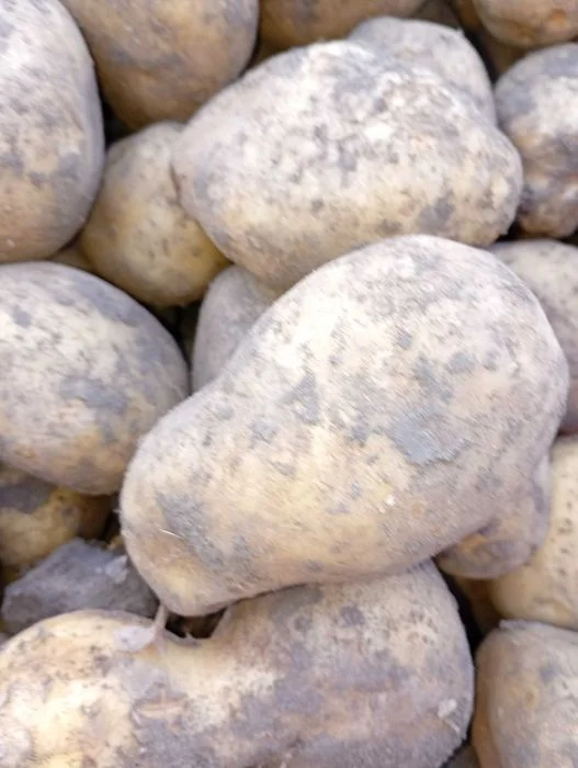 Ziemniaki Huragany 1 zł/kg – zdjęcie 2